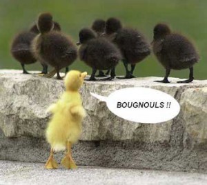 CANARD-raciste-300x268
